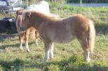Small picture of Peaches of Northstar, Champion, 43p. Såld